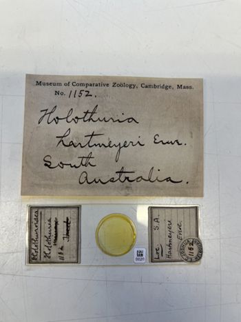 Media type: image;   Invertebrate Zoology HOL-1152 Description: Photograph of microscope slide and handwritten label.;  Aspect: slide